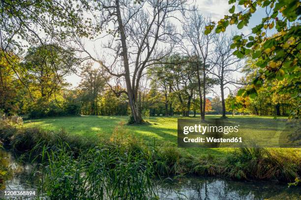 northern english garden in autumn, oberfohring, munich, germany - englischer garten stock-fotos und bilder