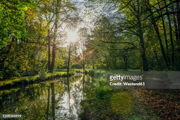 isar river in the northern english garden in autumn, oberfohring, munich, germany - english garden stock pictures, royalty-free photos & images