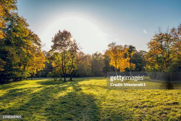 northern english garden in autumn, oberfohring, munich, germany - english garden stock pictures, royalty-free photos & images