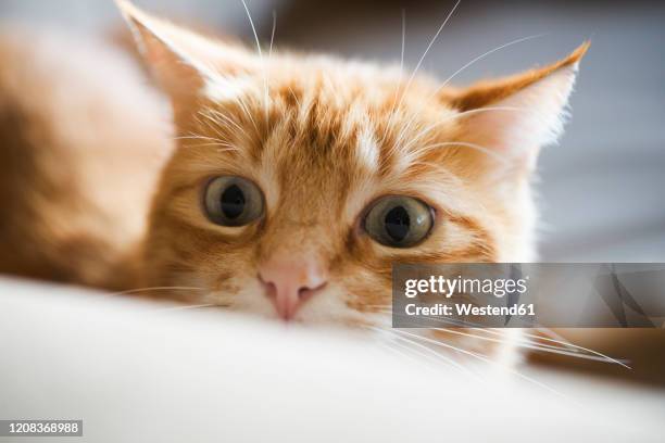 portrait of ginger cat watching something - domestic cat stalking stock pictures, royalty-free photos & images