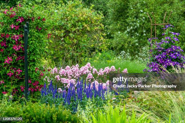 beautiful, tall, pink phlox paniculata flowers with blue salvia in an english herbaceous border - phlox stock-fotos und bilder