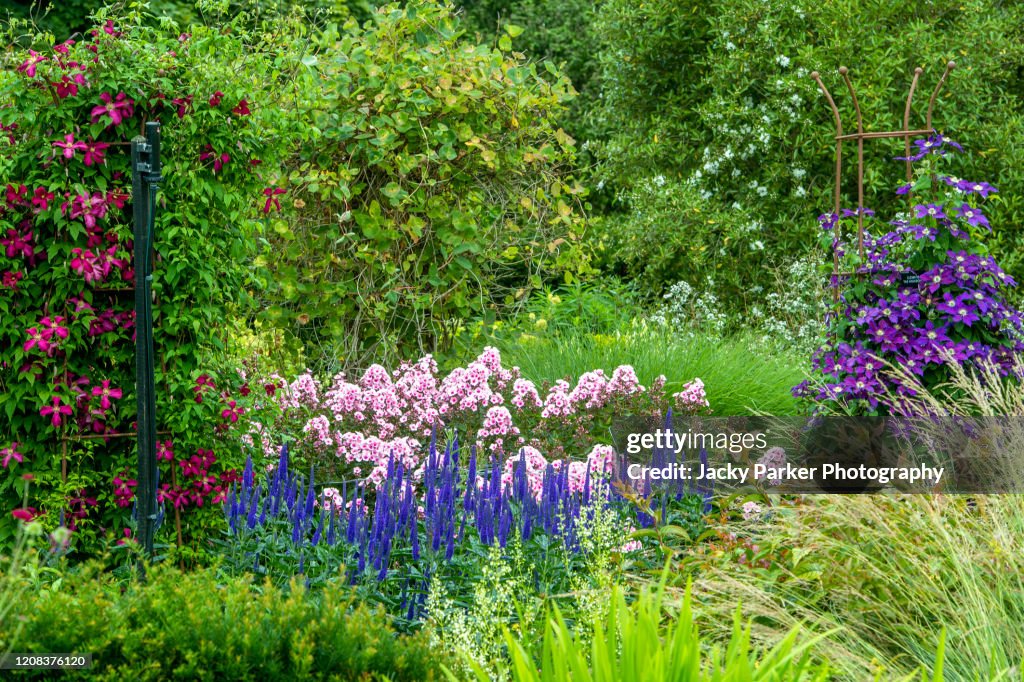 Beautiful, tall, pink Phlox paniculata flowers with blue Salvia in an English herbaceous border