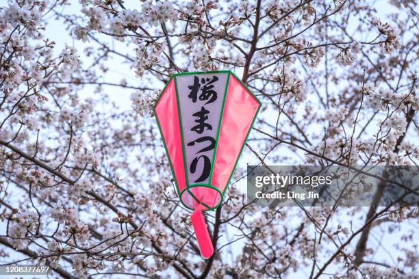 sakura with matsuri lantern - lantern festival cherry blossom stockfoto's en -beelden