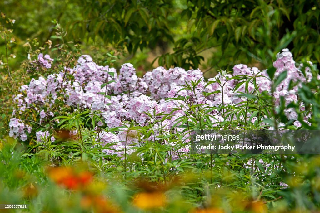 Beautiful, tall, soft pink Phlox paniculata flowers in a summer English herbaceous border