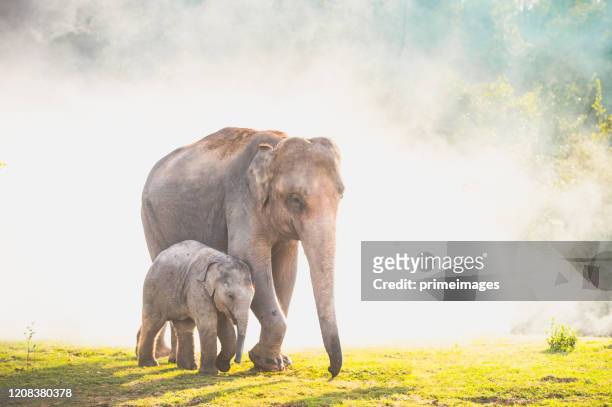 olifanten die in het tropische gebied van de regenwoudrijst bij zonsopgang lopen - indische olifant stockfoto's en -beelden