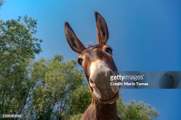 dokney portrait - donkey stock-fotos und bilder