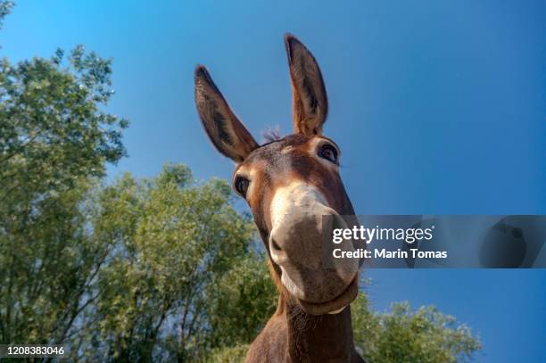 dokney portrait - funny donkey face stockfoto's en -beelden