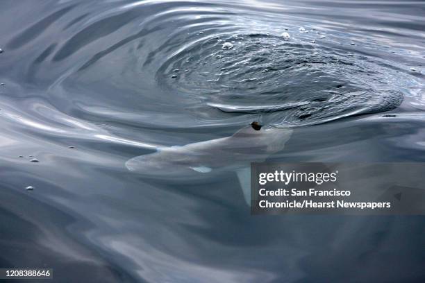 Fish that looks like a shark is actually a Mola Mola that often floats on the water. The Mola Mola was swimming in the Gulf of the Farallones...