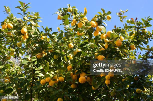lemon tree menton france - citrus limon foto e immagini stock