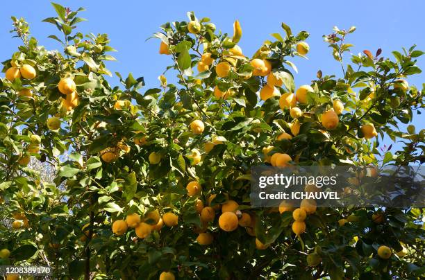 lemon tree menton france - albero di limone foto e immagini stock