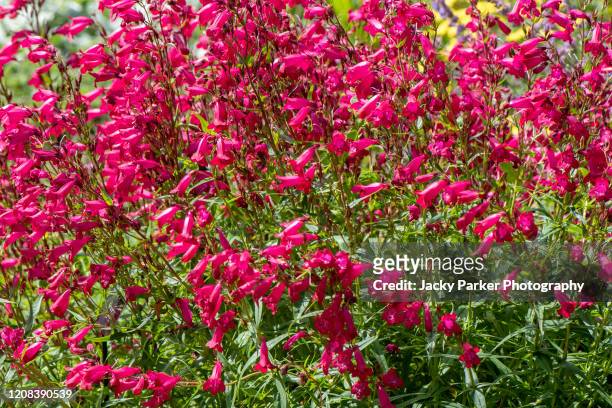 close-up image of the vibrant red salvia splendens, the scarlet sage or tropical sage summer flowers - sage background stock pictures, royalty-free photos & images