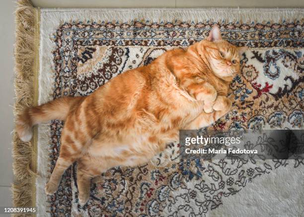 fat red cat - chubby arab stock pictures, royalty-free photos & images