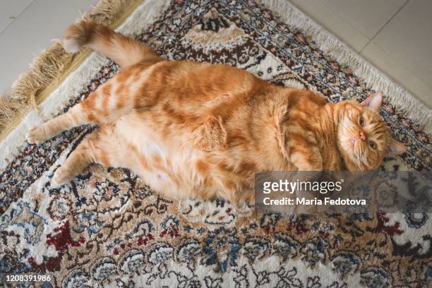 fat red cat - chubby arab stock pictures, royalty-free photos & images
