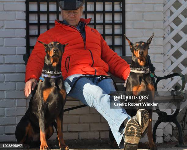 a man and his dobermans - white doberman pinscher stock pictures, royalty-free photos & images