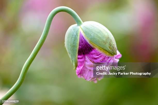 close-up image of a single, pink, summer opium poppy bud opening also known as papaver somniferum - knospend stock-fotos und bilder