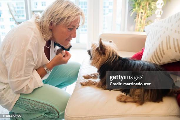 mature lgbtq women playing with dog in living room. - yorkshire terrier playing stock pictures, royalty-free photos & images