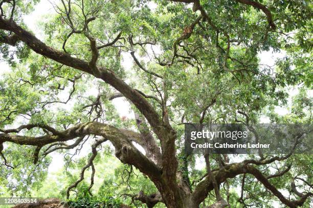 looking up at the under canopy of a live oak tree in louisiana - live oak tree stock pictures, royalty-free photos & images
