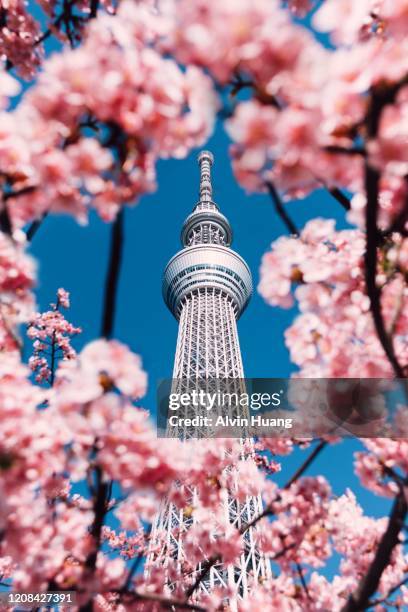 cherry blossom and sakura with tokyo skytree in japan. - tokyo skytree - fotografias e filmes do acervo