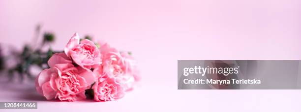 beautiful bouquet of twig pink carnations on a pink background. - flower arrangement carnation ストックフォトと画像