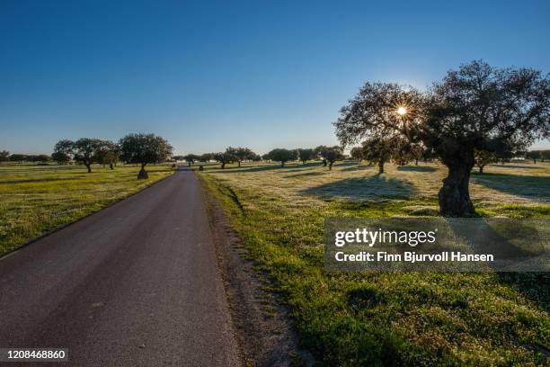 road running trough a field of gras, flowers and olive trees - gras field stock pictures, royalty-free photos & images