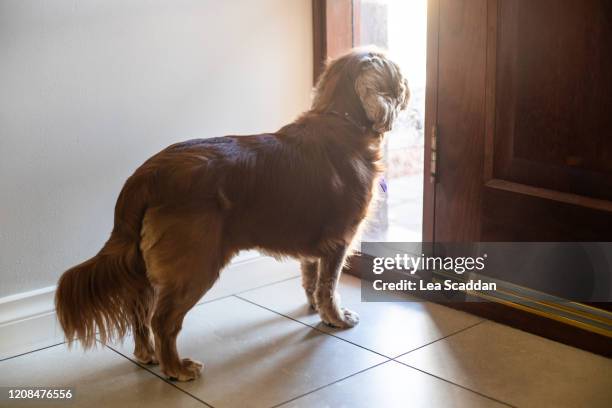 waiting by the door - hairy back stock pictures, royalty-free photos & images