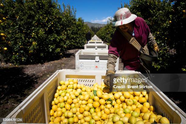 Agricultural laborers pick lemons inside the orchards of Samag Services, Inc, where they grow Avocado, Lemons and Oranges. The bottom has fallen out...