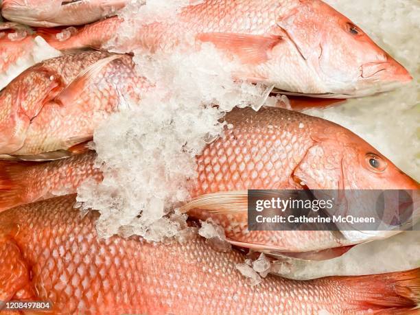 fresh whole red snapper fish - rode snapper stockfoto's en -beelden