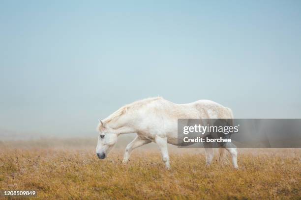 islandpferd auf der weide - grautier pferdeartige stock-fotos und bilder