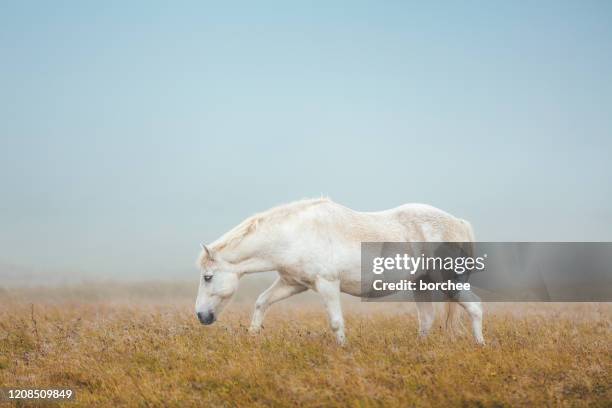 caballo islandés en pastos - caballo blanco fotografías e imágenes de stock