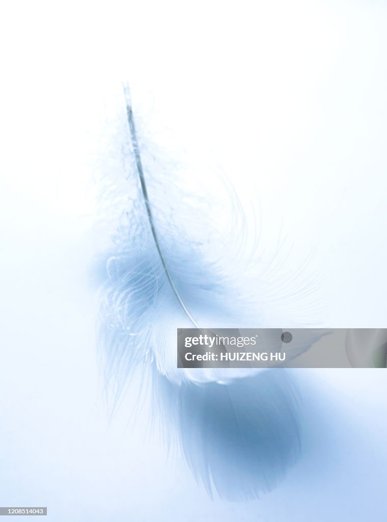 Feather on white background