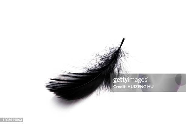 feather on a white background - feather stock pictures, royalty-free photos & images