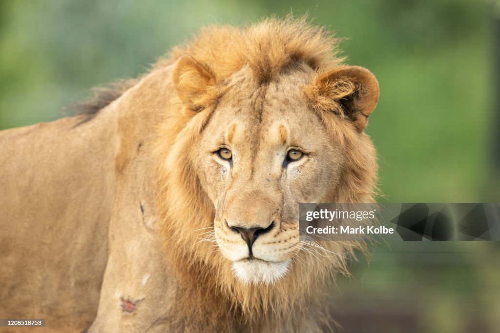 Behind The Scenes At Sydney Zoo