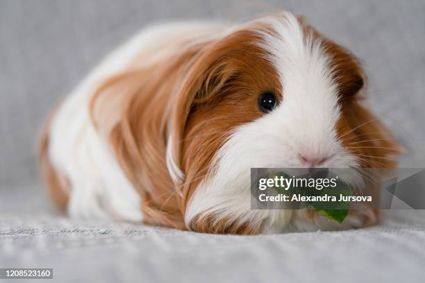 sheltie guinea pig (red-white) - guinea pig stock pictures, royalty-free photos & images