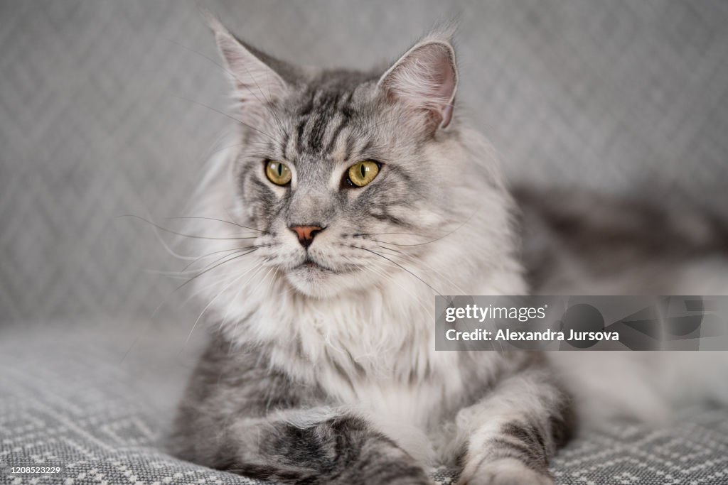 Tabby Long Hair Cats Near Me Orange Female Long Hair Cat