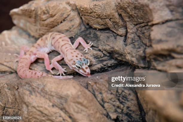 coleonyx variegatus (desert banded gecko, western banded gecko) - western banded geckos stock pictures, royalty-free photos & images