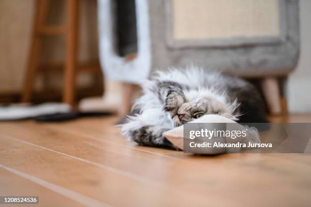 silver tabby maine coon cat - catmint stock pictures, royalty-free photos & images