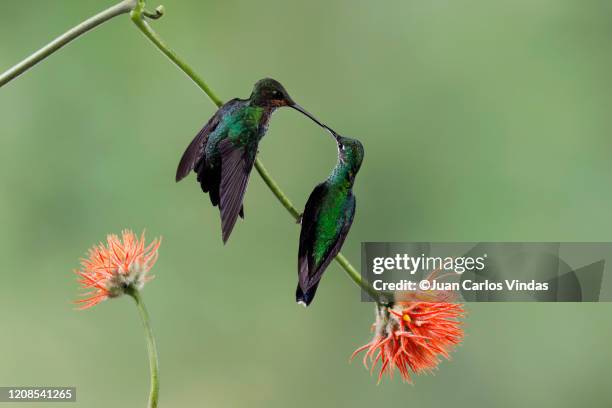 green-crowned brilliant (heliodoxa jacula) - green crowned brilliant hummingbird stock pictures, royalty-free photos & images