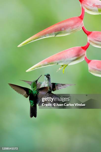 green-crowned brilliant (heliodoxa jacula) - green crowned brilliant hummingbird stock pictures, royalty-free photos & images