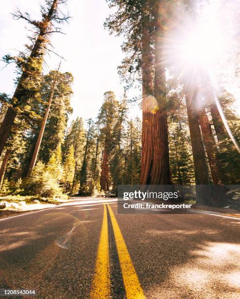op de weg in het yosemite national park - redwood city stockfoto's en -beelden