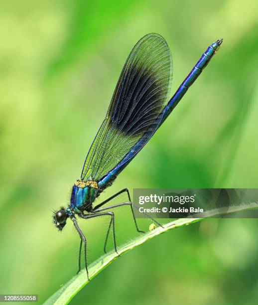 banded demoiselle damselfly - damselfly stockfoto's en -beelden