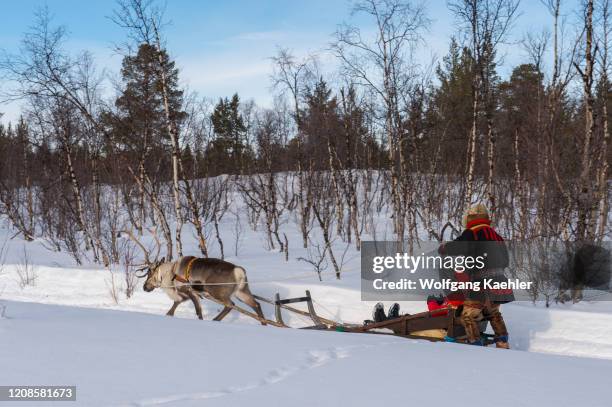 Tourists driving a reindeer sled through the snow at the Sami village of Ravttas near Kiruna in Swedish Lapland, northern Sweden.