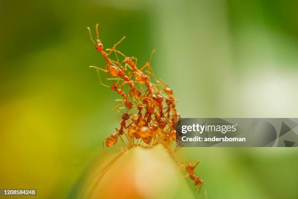 gruppe roter ameisen auf einem bananenblatt - fire ants stock-fotos und bilder