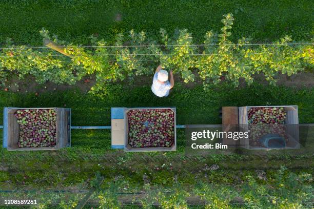 female farmer harvesting apples, aerial view - harvesting vehicle stock pictures, royalty-free photos & images