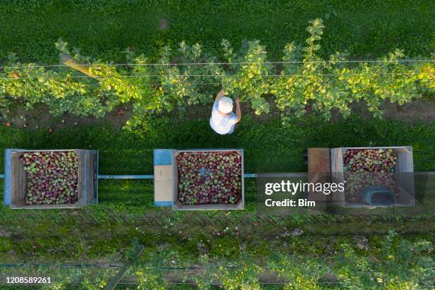 female farmer harvesting apples, aerial view - food transportation stock pictures, royalty-free photos & images