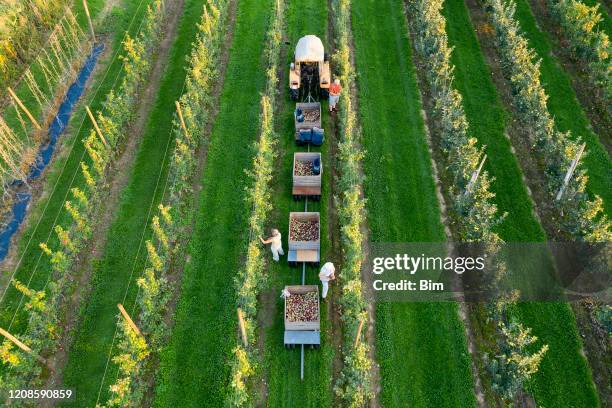 bauern, traktor mit anhängern in apfelgarten, luftansicht - apfelernte stock-fotos und bilder