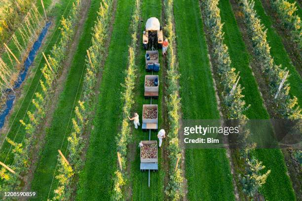 farmers, tractor with trailers in apple orchard, aerial view - apple harvest stock pictures, royalty-free photos & images