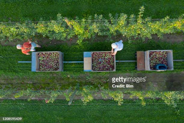 farmers harvesting apples, aerial view - orchard stock pictures, royalty-free photos & images
