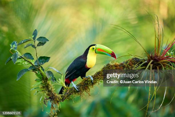 keel-billed toucan (ramphastos sulfuratus) - toucan stock pictures, royalty-free photos & images