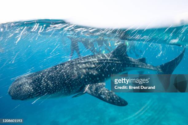 oslob whale shark & snorkelers - cebu province stock pictures, royalty-free photos & images
