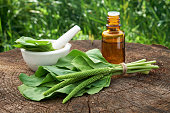 Bottle of plantain infusion or tincture, mortar and Plantago major leaves. Homeopathic or herbal medicine.